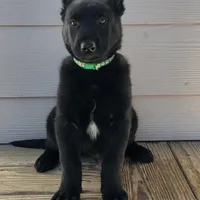 Green  male, a female Belgian Malinois for sale in New Waverly, TX – Photo 1 of 8