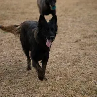Green  male, a female Belgian Malinois for sale in New Waverly, TX – Photo 7 of 8