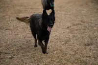 Green  male, a female Belgian Malinois for sale in New Waverly, TX – Photo 7 of 8