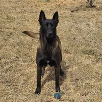Green  male, a female Belgian Malinois for sale in New Waverly, TX – Photo 5 of 8