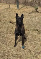 Light blue male, a female Belgian Malinois for sale in New Waverly, TX – Photo 4 of 6