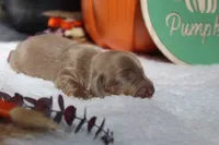 Wilmur , a male Miniature Dachshund for sale in Salem, IL – 4 of 6