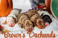 Willy, a male Miniature Dachshund for sale in Salem, IL – 6 of 6