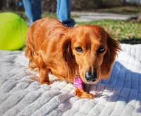 Dandelion , a female Miniature Dachshund for sale in Salem, IL – Photo 4 of 7