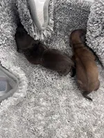 Dandelion , a female Miniature Dachshund for sale in Salem, IL – Photo 2 of 7