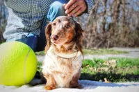 Dandelion , a female Miniature Dachshund for sale in Salem, IL – Photo 7 of 7