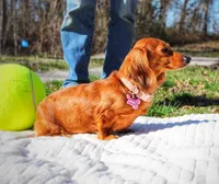Dandelion , a female Miniature Dachshund for sale in Salem, IL – Photo 5 of 7