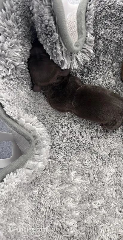 Dandelion  – Miniature Dachshund puppy for sale in Salem, IL
