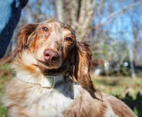 Dandelion , a female Miniature Dachshund for sale in Salem, IL – Photo 6 of 7