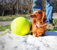 Dandelion , a female Miniature Dachshund for sale in Salem, IL – Photo 3 of 7