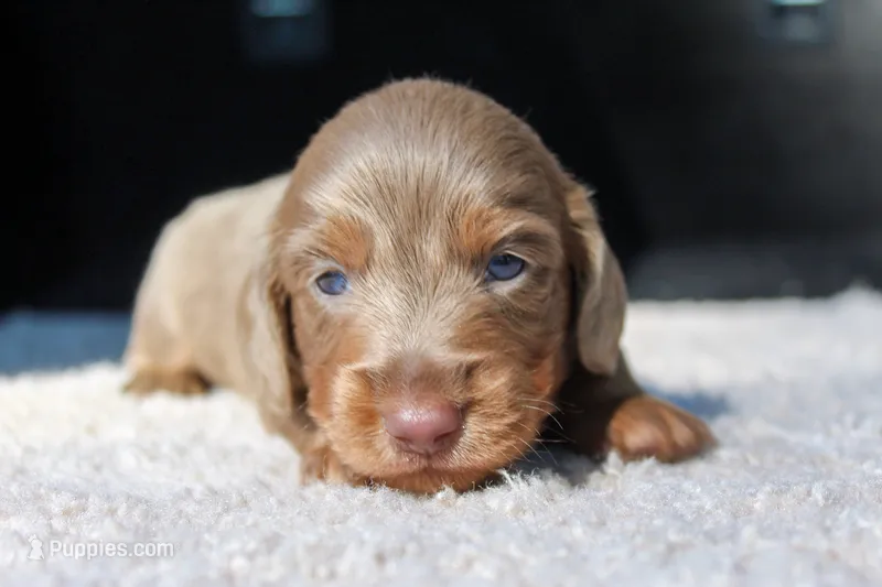 Wilmur  – Miniature Dachshund puppy for sale in Salem, IL