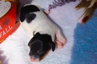 Ollie, a male Miniature Dachshund for sale in Salem, IL – 3 of 5