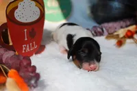 Ollie, a male Miniature Dachshund for sale in Salem, IL – 5 of 5