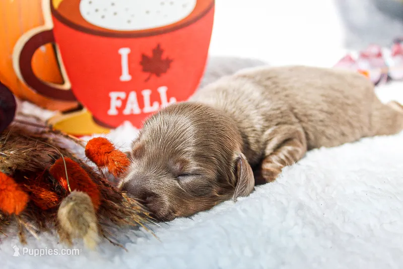Wilmur  – Miniature Dachshund puppy for sale in Salem, IL