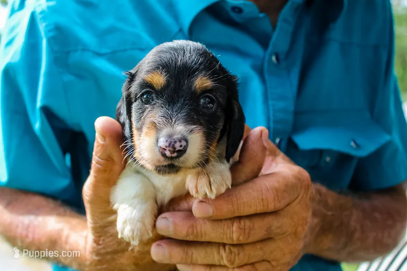 Ollie – Miniature Dachshund puppy for sale in Salem, IL