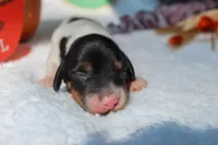 Ollie, a male Miniature Dachshund for sale in Salem, IL – 1 of 5