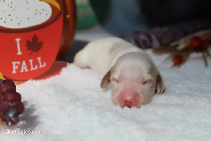 Willy – Miniature Dachshund puppy for sale in Salem, IL