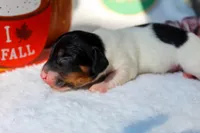 Ollie, a male Miniature Dachshund for sale in Salem, IL – 4 of 5
