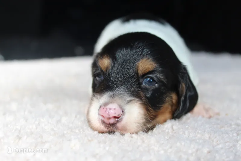 Ollie – Miniature Dachshund puppy for sale in Salem, IL