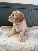 processed/f6571346-c337-47f2-b1e7-6c1b63399e8a/listing/49d30e0c-a697-4e0d-802a-3566a2cf486a/e0c16ddf-b1f5-48cb-9f0e-7917b3317338