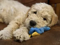 Topher, a male English Goldendoodle for sale in Coon Rapids, IA – Photo 2 of 4