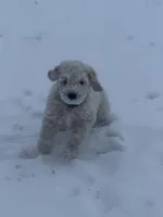 Topher, a male English Goldendoodle for sale in Coon Rapids, IA – Photo 4 of 4