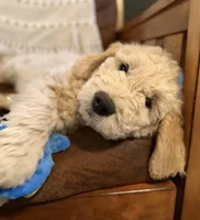 Topher, a male English Goldendoodle for sale in Coon Rapids, IA – Photo 1 of 4