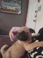 Fawn Pug Puppy, a male Pug for sale in Zephyrhills, FL – Photo 4 of 6