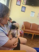 Fawn Pug Puppy, a male Pug for sale in Zephyrhills, FL – Photo 6 of 6