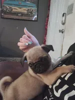 Fawn Pug Puppy, a male Pug for sale in Zephyrhills, FL – Photo 2 of 6