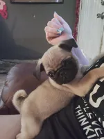 Fawn Pug Puppy, a male Pug for sale in Zephyrhills, FL – Photo 1 of 6