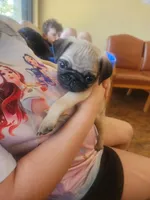 Fawn Pug Puppy, a male Pug for sale in Zephyrhills, FL – Photo 5 of 6