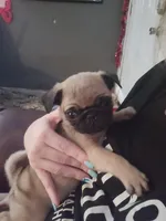 Fawn Pug Puppy, a male Pug for sale in Zephyrhills, FL – Photo 3 of 6