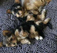 Butch, a male Yorkshire Terrier for sale in Portland, MI – Photo 2 of 3