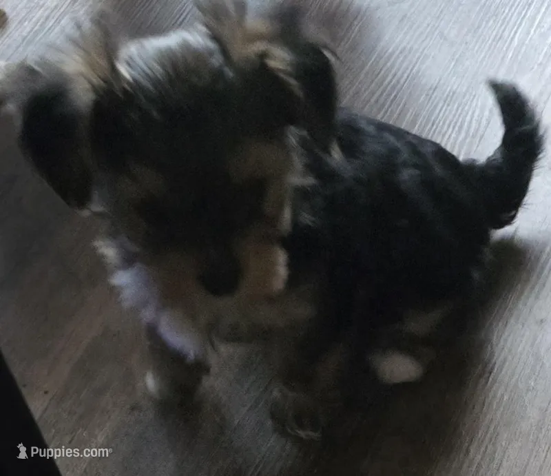 Butch, a male Yorkshire Terrier for sale in Portland, MI – Photo 1 of 3