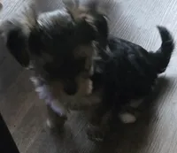 Butch, a male Yorkshire Terrier for sale in Portland, MI – Photo 1 of 3