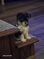 Molly, a female Yorkshire Terrier for sale in Portland, MI – Photo 2 of 4