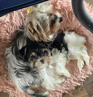 Molly, a female Yorkshire Terrier for sale in Portland, MI – Photo 3 of 4