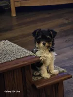 Molly, a female Yorkshire Terrier for sale in Portland, MI – Photo 1 of 4