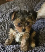Rascal, a male Yorkshire Terrier for sale in Portland, MI – Photo 1 of 3