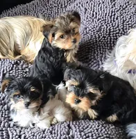 Rascal, a male Yorkshire Terrier for sale in Portland, MI – Photo 3 of 3