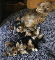 Rascal, a male Yorkshire Terrier for sale in Portland, MI – Photo 2 of 3