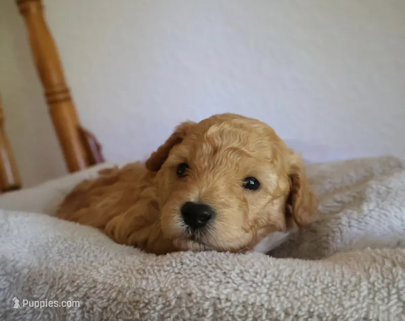 Charley – Poodle - Toy  puppy for sale in Odon, IN