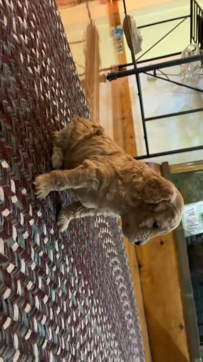 Charley, a male Poodle - Toy  for sale in Odon, IN – 4 of 4