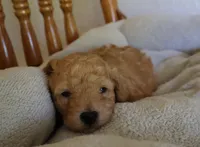 Charley, a male Poodle - Toy  for sale in Odon, IN – 3 of 4