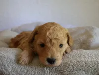 Charley, a male Poodle - Toy  for sale in Odon, IN – 2 of 4
