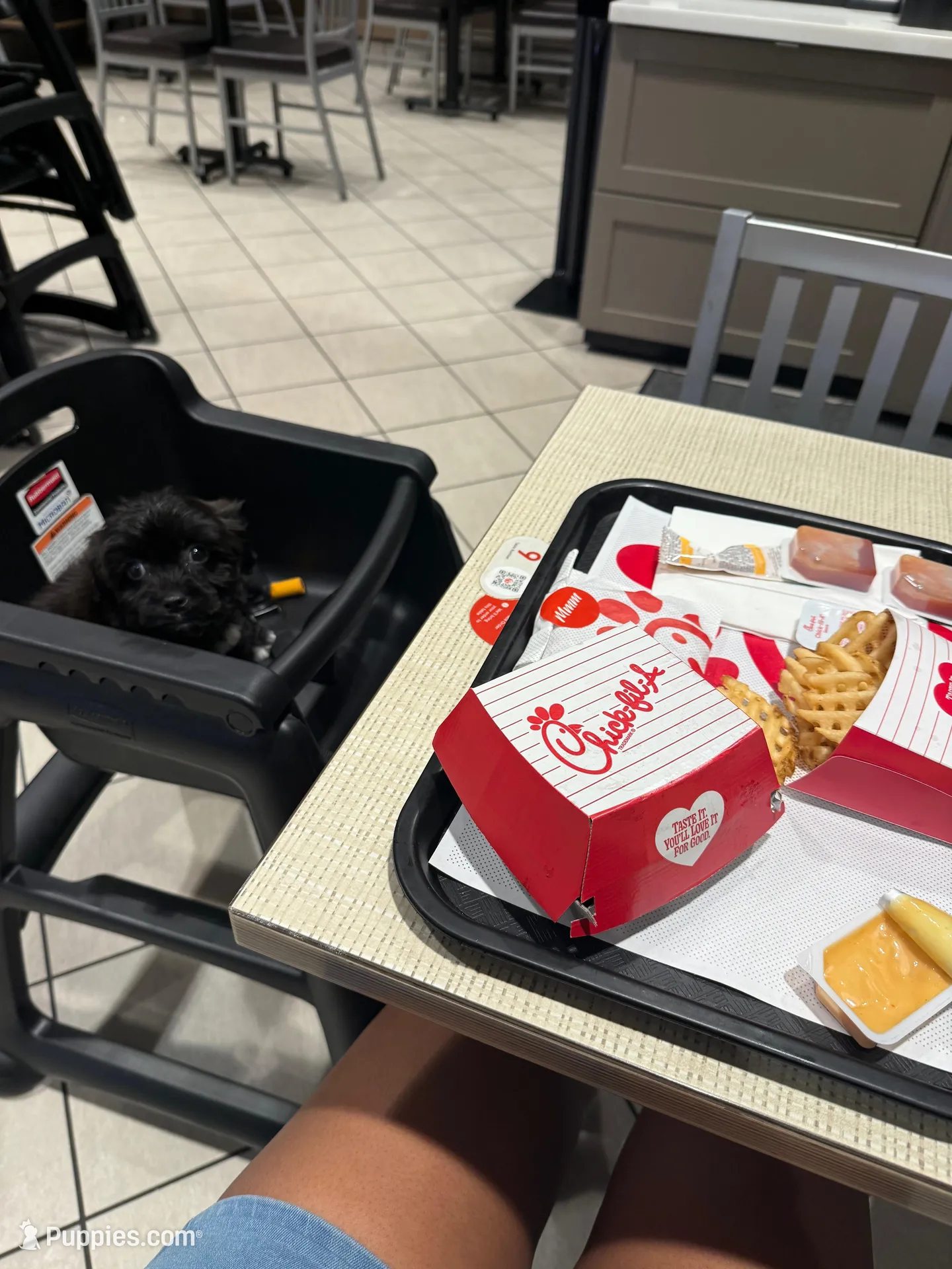 Marko, a male Shih Tzu for sale in Atlanta, GA – Photo 3 of 7