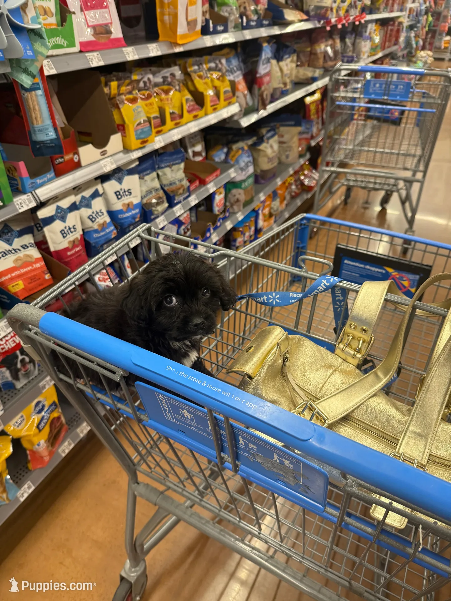 Marko, a male Shih Tzu for sale in Atlanta, GA – Photo 4 of 7