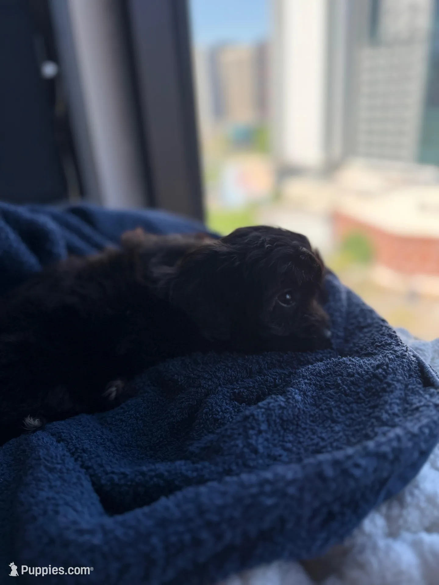 Marko, a male Shih Tzu for sale in Atlanta, GA – Photo 2 of 7