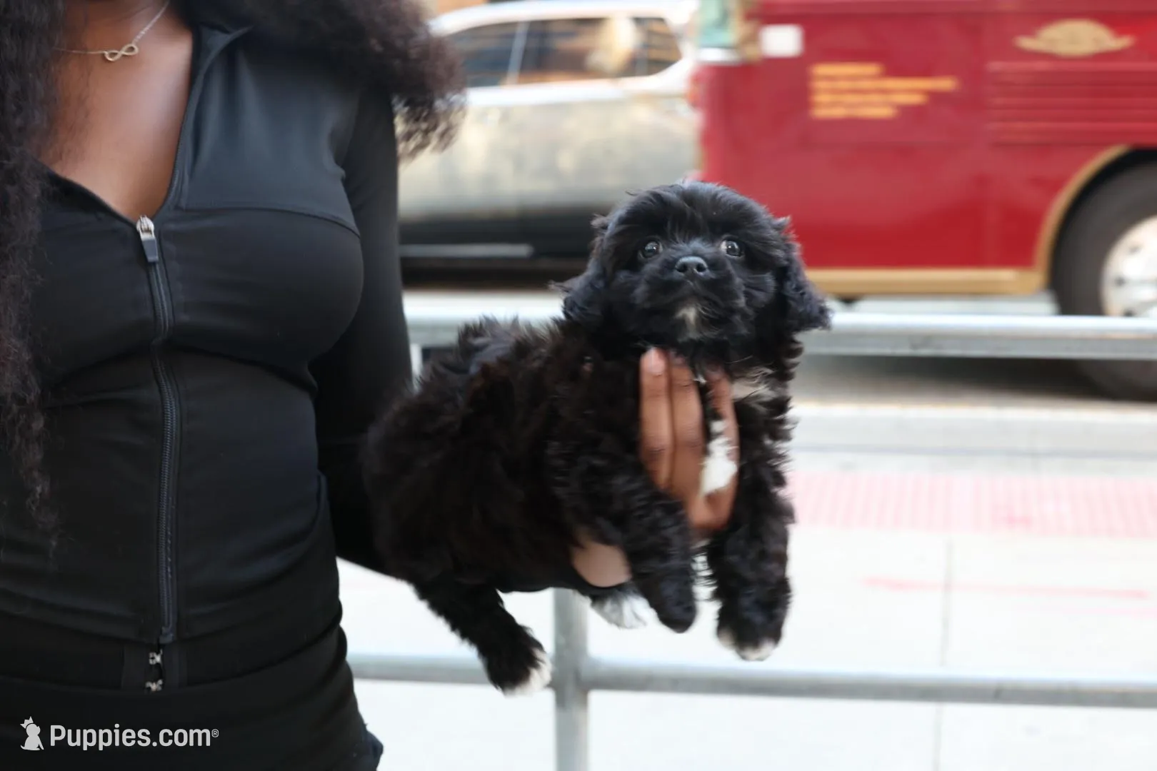 Marko, a male Shih Tzu for sale in Atlanta, GA – Photo 1 of 7